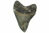 Serrated, Fossil Megalodon Tooth - North Carolina #328831-1